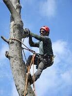 Picture of man high up in a tree cutting the tree down from the top