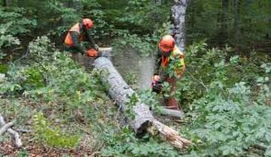 Picture of a man cutting a fallen tree into smaller pieces with a chainsaw 